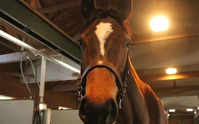 【JRA新馬戦】ラヴズオンリーユー・リアルスティールの妹アクチノータスなどがデビュー