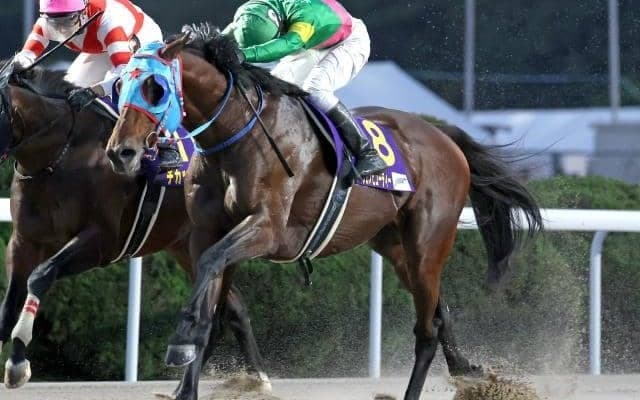 【根岸S枠順確定】タガノビューティーは5枠10番、フリームファクシは4枠8番