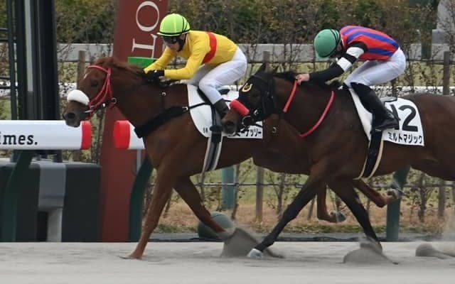 【京都5R新馬戦結果】コパノリッキー産駒ラブミーナッソーが叩き合いを制す