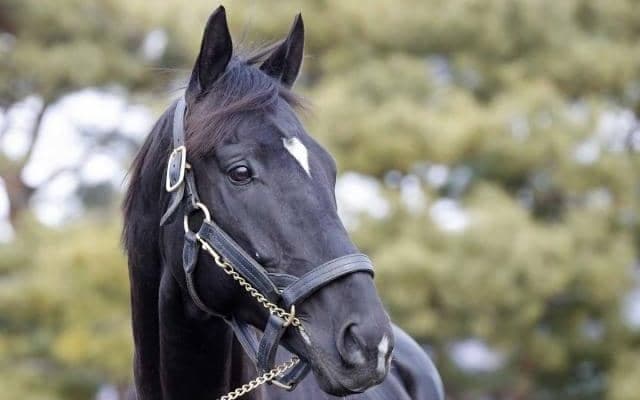 種牡馬デビュー控えるブラックブロッサムなどが元気な姿見せる 種牡馬展示会