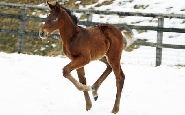 パンサラッサの初年度産駒が桑田牧場で誕生「父親に似ているような」