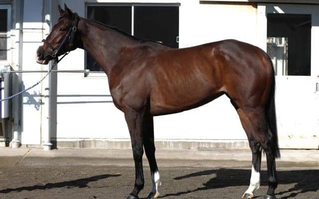 レシステンシアやナミュールと重なる成長具合 東京新聞杯で初タイトルに期待したい一頭