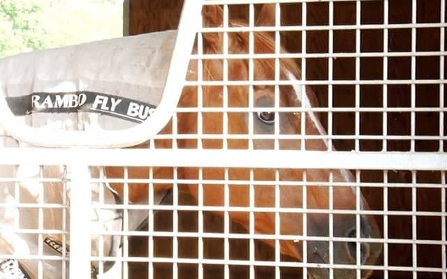 名種牡馬フレンチデピュティ33歳で死す クロフネやレジネッタなどを輩出