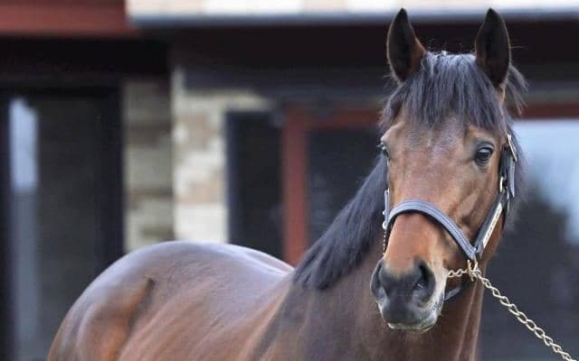 新種牡馬ジャスティンミラノなどお披露目 ブリーダーズSSで種牡馬展示会