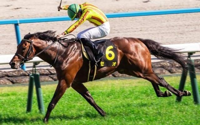 父に産駒JRA重賞初V届けるか 東京新聞杯でセオが巻き返し図る