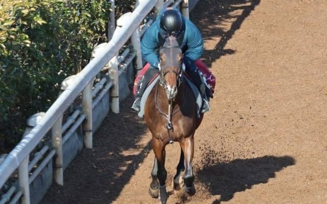 ネブラディスク、共同通信杯1週前追い切り速報/栗東トレセンニュース