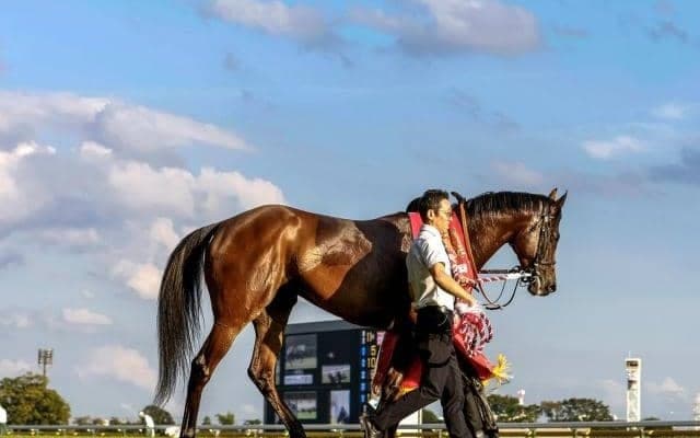【東京新聞杯枠順確定】ブレイディヴェーグは4枠7番、ボンドガールは2枠4番