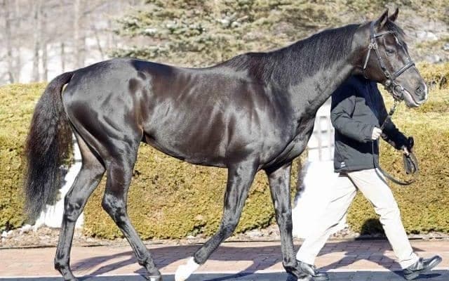 新種牡馬ステラヴェローチェなど 2025年JBBA種牡馬展示会が開催