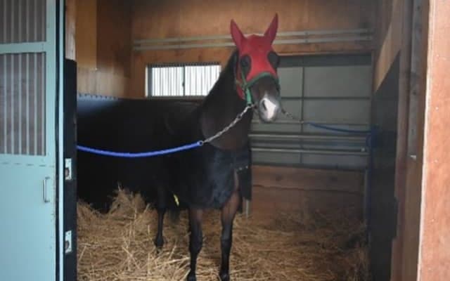 サウジ遠征のイグナイター 輸出検査のため地方競馬教養センターに入厩