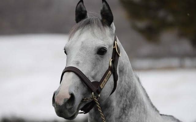リュウノユキナやパンサラッサなど アロースタッドで種牡馬展示会が開催