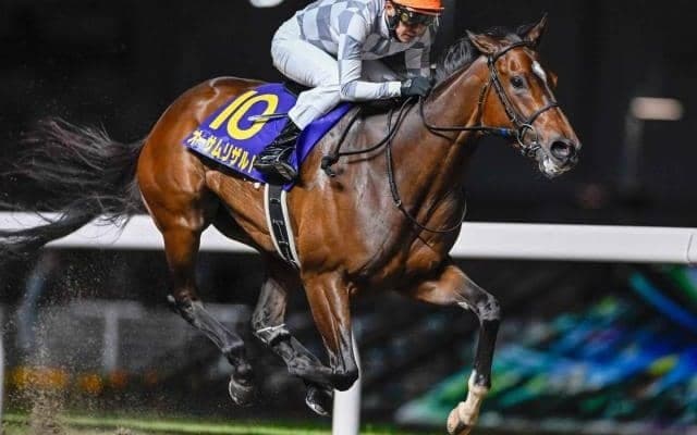 【船橋・クイーン賞枠順】無傷7連勝中のオーサムリザルトは7枠7番、昨年のJBCレディスC覇者アンモシエラは6枠6番