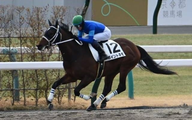 【京都4R新馬戦結果】ファッショニスタの半弟ポイントネモがデビューV