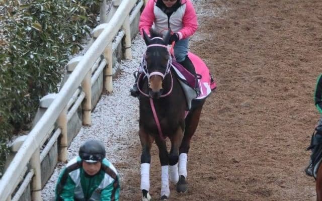 ビップデイジーなど、先週の入厩情報/栗東トレセンニュース