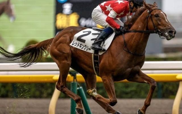 【共同通信杯予想オッズ】レッドキングリーが予想1番人気