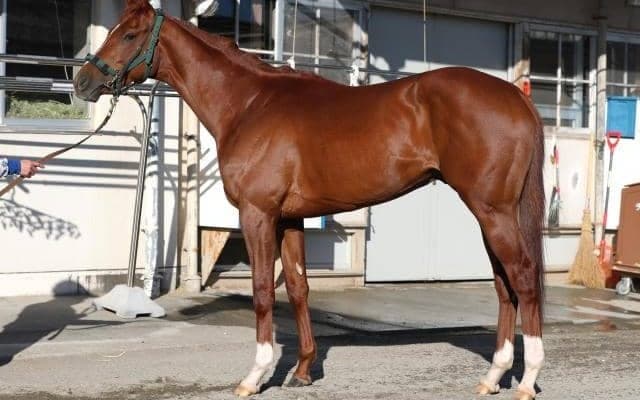 父トーセンラーと骨格が瓜二つ 共同通信杯で「本命に推すにふさわしい逸材」とは