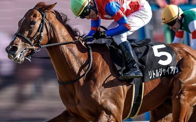 “皇帝”や“昭和30年代の名種牡馬”の名も 共同通信杯参戦のリトルジャイアンツは血統にもご注目