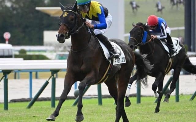 【共同通信杯出走馬・騎手確定】ネブラディスク＆武豊騎手、レッドキングリー＆北村宏司騎手など9頭