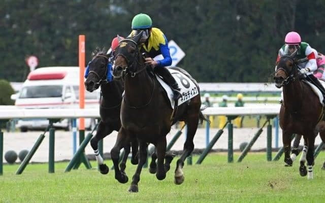 今年も前走新馬戦からの一発ある？ 過去データから探るGIII共同通信杯