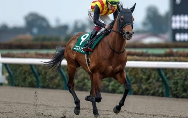 ダートのマイル王決定戦フェブラリーSなど4重賞/今週の競馬界の見どころ