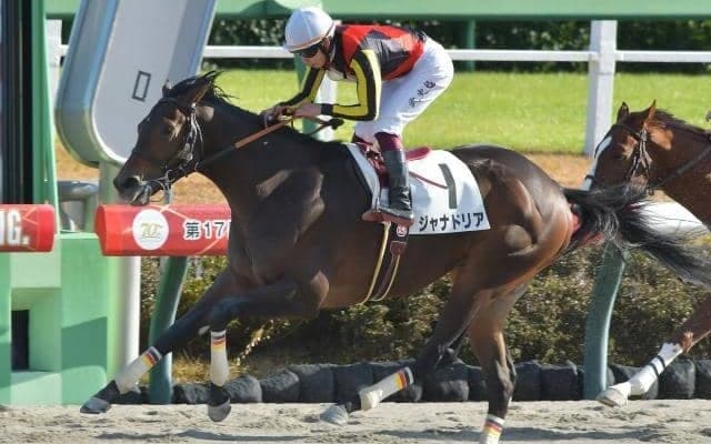 【大井・雲取賞枠順】連勝中のジャナドリアは4枠4番、ハイセイコー記念6馬身差Vのスマイルマンボは5枠5番