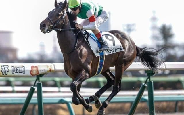 【ダイヤモンドS予想オッズ】ヘデントールが予想1番人気