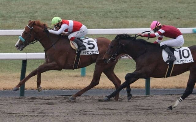 【新馬/京都2R】良血ショウナンサエッタがデビューV