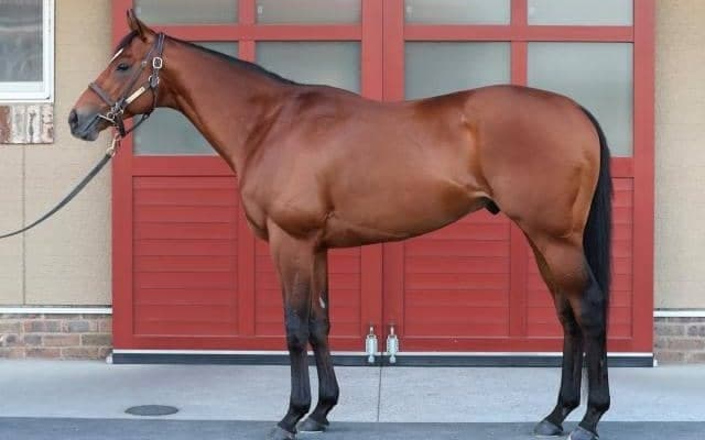 イクイノックス級の光沢感＆レモンポップと共通する筋肉の張り 抜群の状態でフェブラリーSに挑む一頭とは