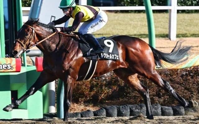 フェブラリーS連覇カフェファラオの全弟 兄が輝いた「東京ダ1600m」でリステッドV狙う