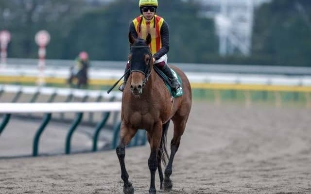 【フェブラリーS枠順確定】コスタノヴァは5枠9番、ミッキーファイトは7枠14番