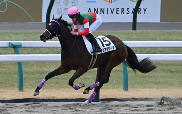 【京都4R新馬戦結果】シニスターミニスター産駒アクアマリーナが5馬身差で圧勝
