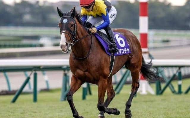 【オーシャンS予想オッズ】ママコチャが予想1番人気