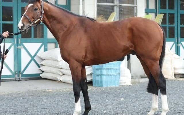 末脚の持続力は“現役屈指” 馬体派記者が「レース適性は最上位」と語った中山記念出走馬とは