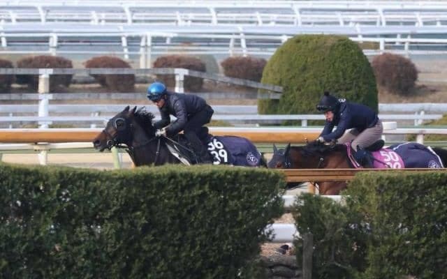 ミュージアムマイルなど、弥生賞1週前追い切り速報/栗東トレセンニュース