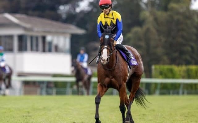 【オーシャンS枠順確定】ママコチャは6枠11番、ステークホルダーは2枠3番