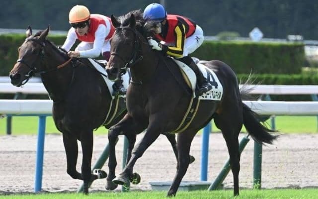 【弥生賞想定馬・騎手】ミュージアムマイル、ヴィンセンシオなど14頭