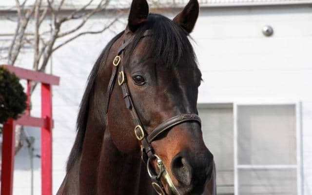 日本軽種馬協会七戸種馬場で「合同種牡馬展示会」 JpnI馬サブノジュニアなど登場