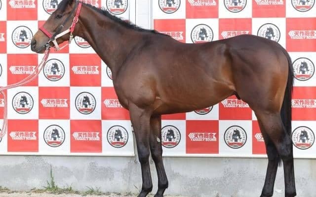ホープフルS当時とは見違えるほど馬体充実 セレクト3.2億円の良血馬が弥生賞制覇へ