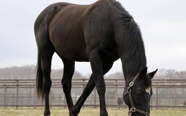 ロージズインメイが25歳で死す ビッグレッドファームが発表 