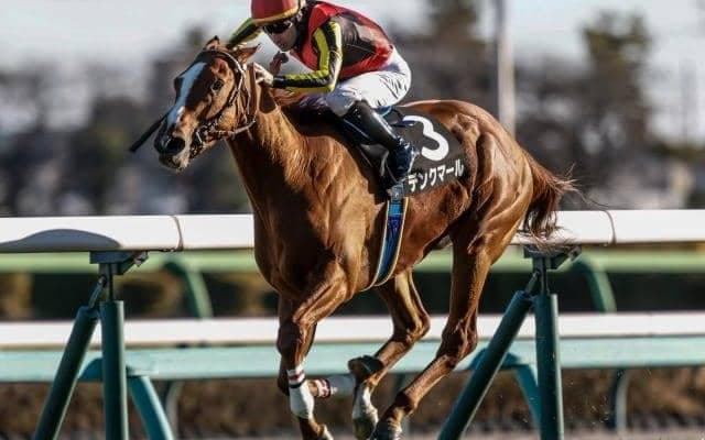 【スプリングS想定馬・騎手】デンクマール、マテンロウバローズなど12頭