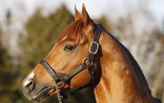 凱旋門賞馬ソットサスが日本軽種馬協会静内種馬場に到着 3月中旬には供用開始