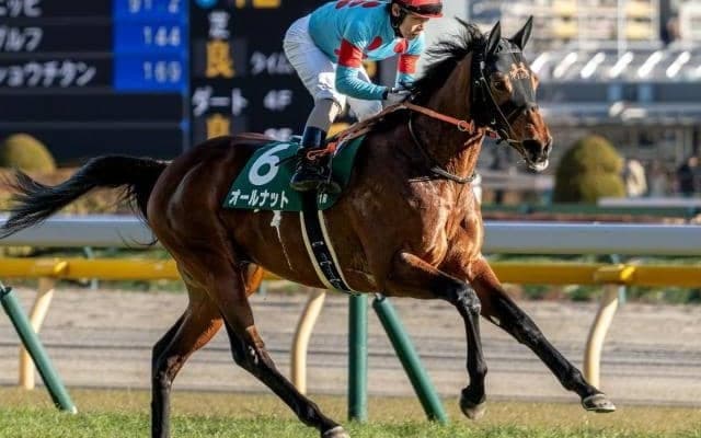 得意の1800mでOP初勝利へ 大阪城SにGI・2勝馬ショウナンパンドラの半弟参戦