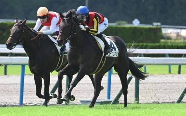 【弥生賞・馬体重】ミュージアムマイルは502kg(+8)、ヴィンセンシオは516kg(+10)