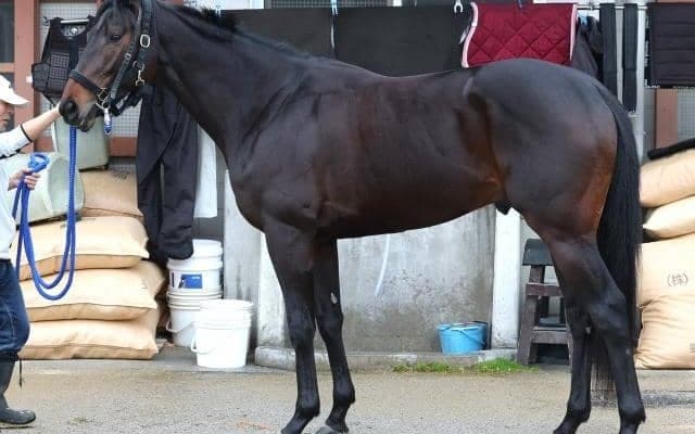 シックスペンスやウインブライトと重なるシルエット 馬体派記者が「スプリングSにぴったりな馬体」と評した一頭とは