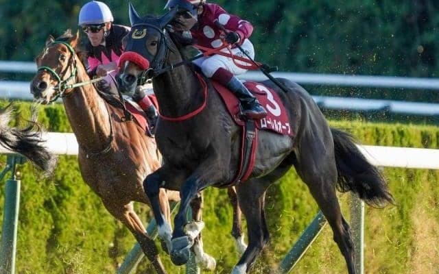 16年ぶりJRA重賞Vへ ローレルレーシングがウインブライト産駒でスプリングSに参戦