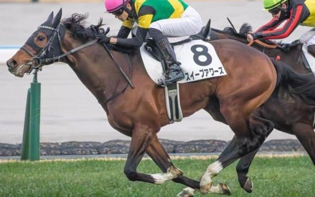 ディープインパクト×スイープトウショウ “最後の仔”が土曜阪神でオープン入り目指す