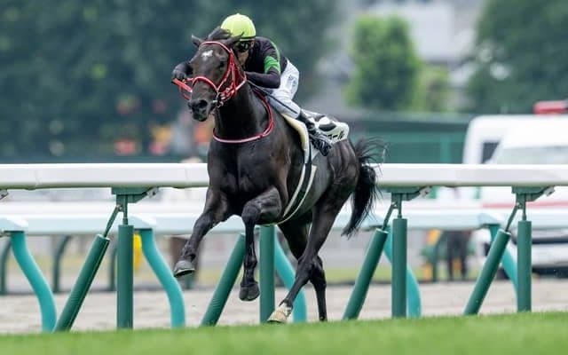 【スプリングS前日オッズ】キングスコールとピコチャンブラックが4.2倍で1番人気