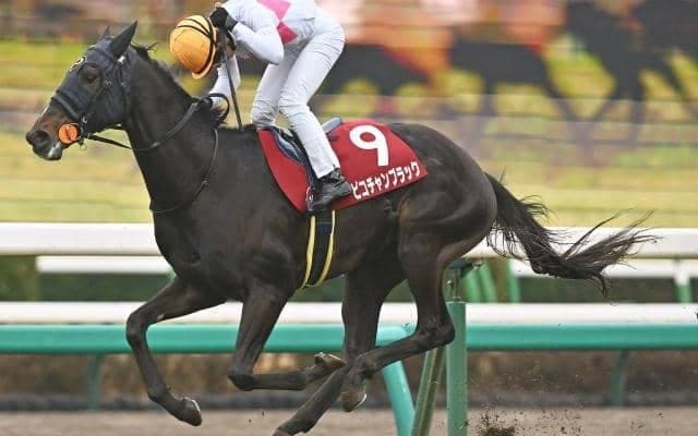 ピコチャンブラックがスプリングS親仔3代制覇達成 大物キタサンブラック産駒に共通する血統構成とは