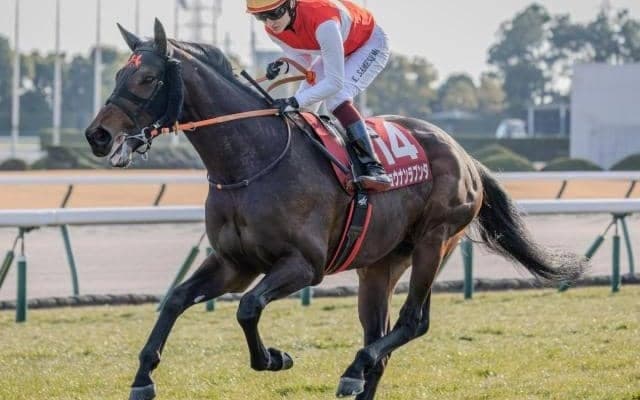 【阪神大賞典予想オッズ】ショウナンラプンタが予想1番人気