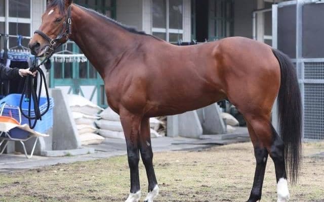 前走から馬体が劇的進化！ 先のGI初制覇も期待できる阪神大賞典出走馬とは