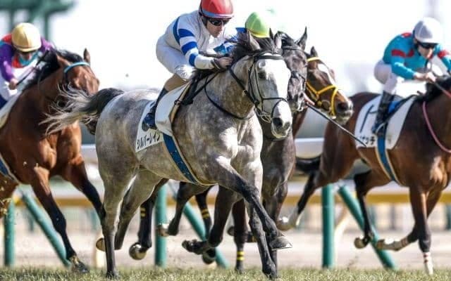 【ファルコンS予想オッズ】シルバーレインが予想1番人気